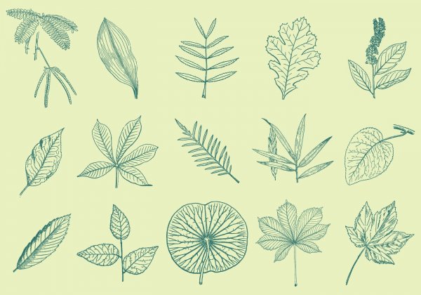 Стилизация листка