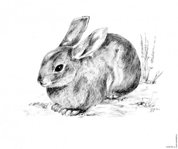 Картинки животных карандашом