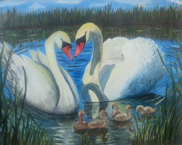 Семья лебедей