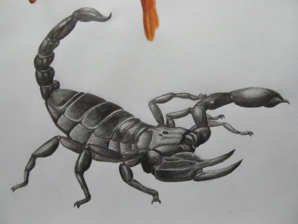 Строение скорпиона рисунок