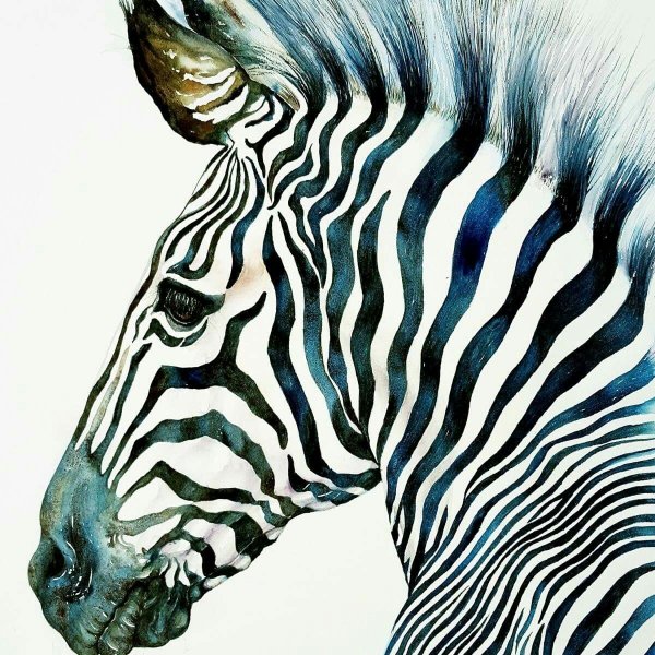 Зебра акварелью