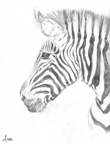Зебра набросок