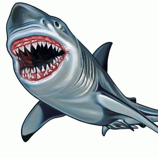 Акула рисунок