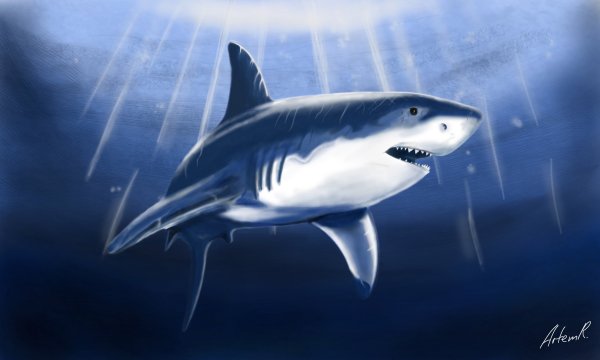 Разноцветная акула