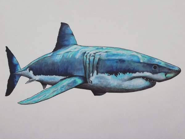 Акула рисунок