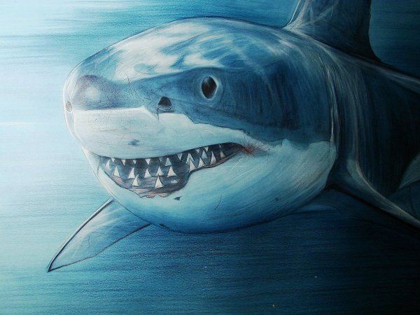 Акула живопись