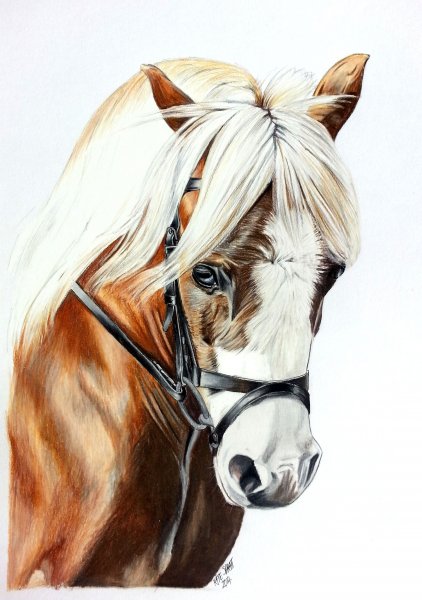 Лошадиная морда арт