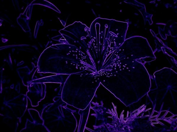 Неоновые цветы