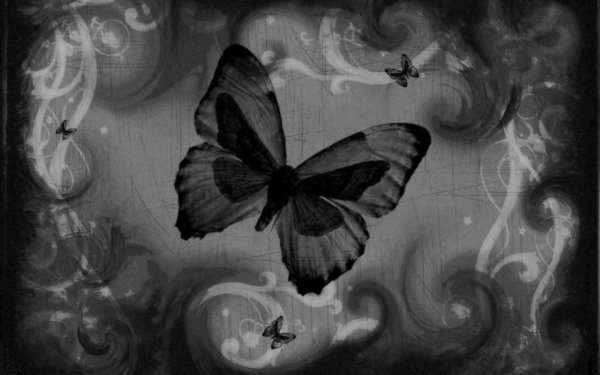 Мрачные бабочки