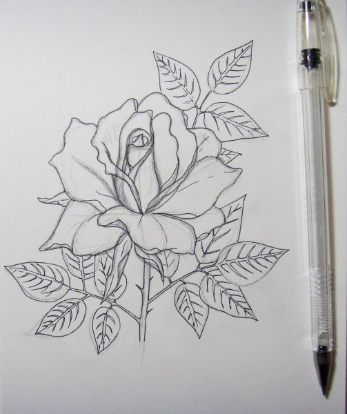 Рисунки ручкой для срисовки