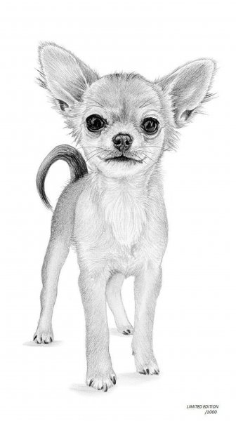 Чихуахуа срисовывать длинношерстный