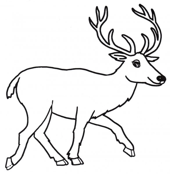 Олень раскраска для детей