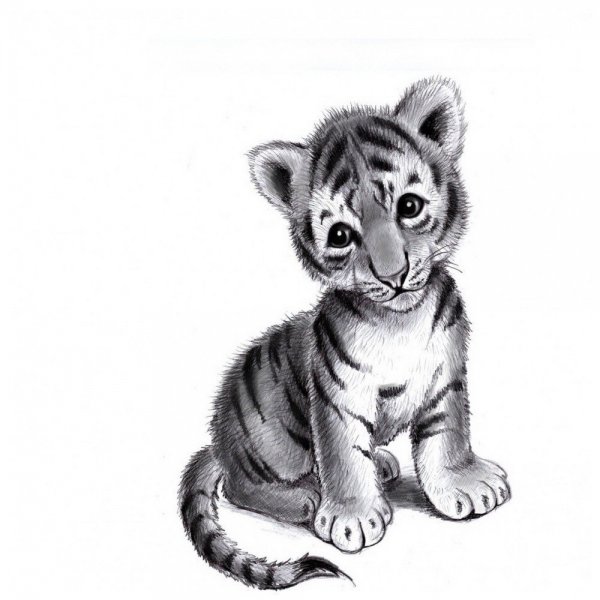 Тигренок рисунок