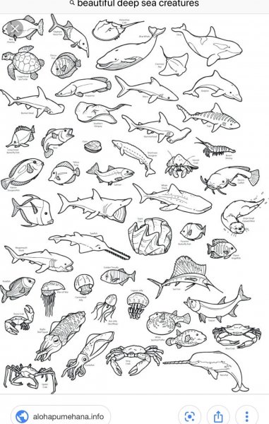 Раскраска много рыбок