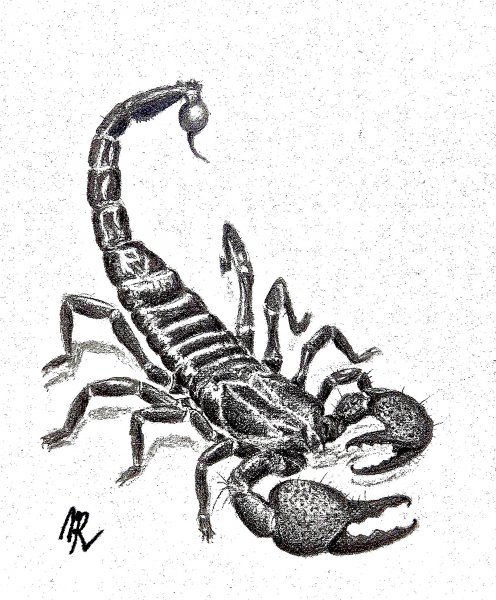 Скорпион современный эскиз