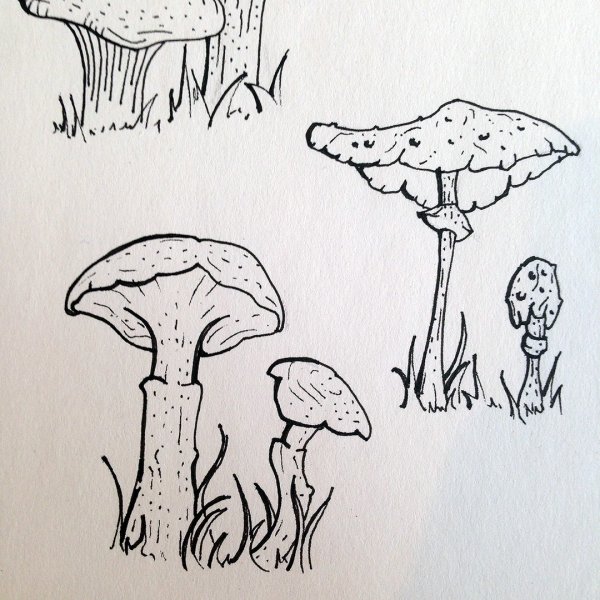 Грибы для срисовки карандашом