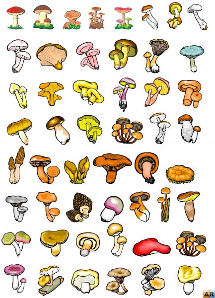 Распечатка грибов цветная