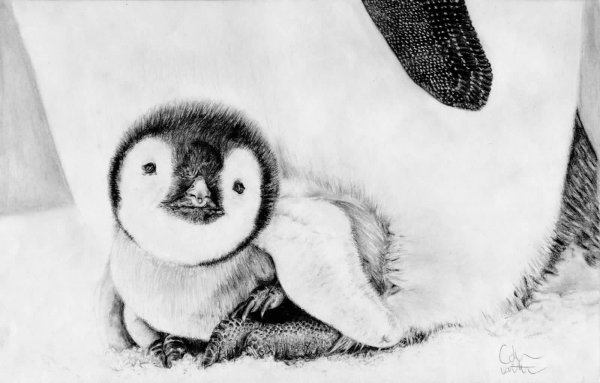 Пингвин рисунок скетч