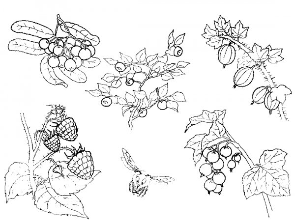 Лесные ягоды раскраска