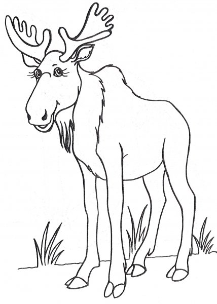 Лось карандашом для детей
