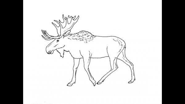 Лось раскраска для малышей