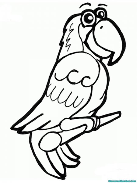 Силуэт попугая для раскрашивания