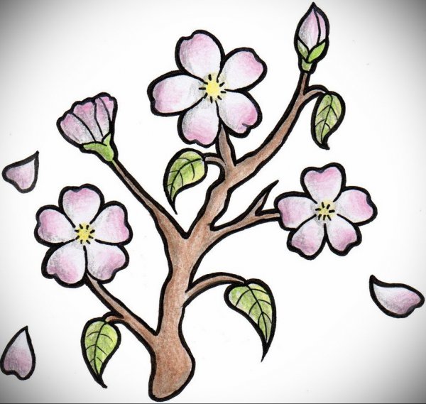 Цветок Сакуры рисунок
