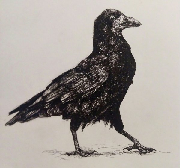 Рисование Грача