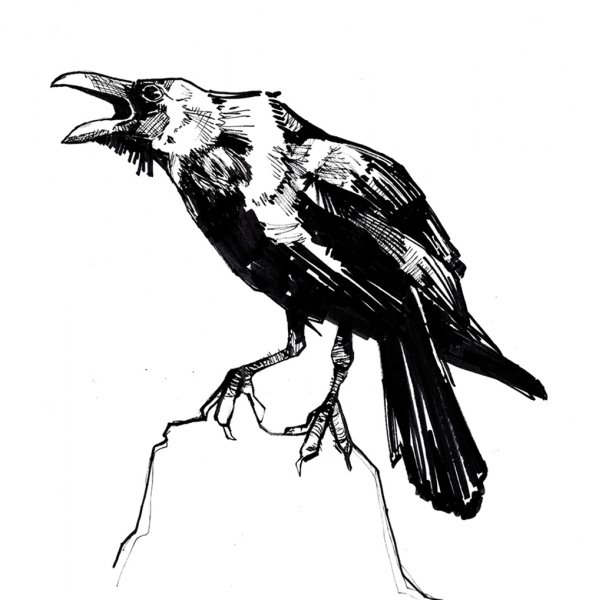 Ворон черно белый