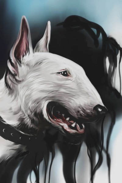 Бультерьер злой Бойцовский чёрный