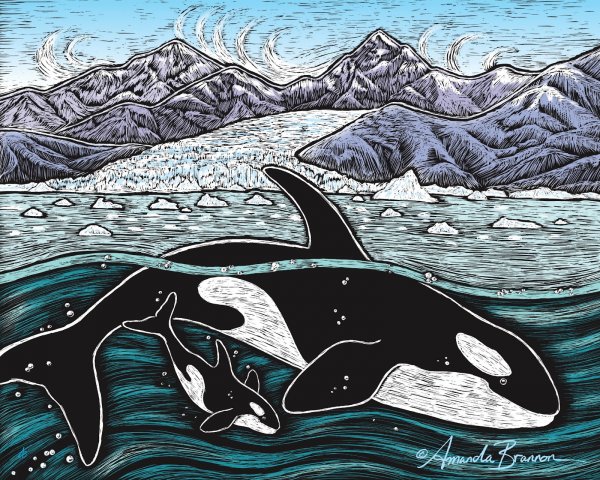 Касатка Графика