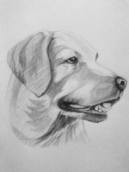 Рисунки животных карандашом