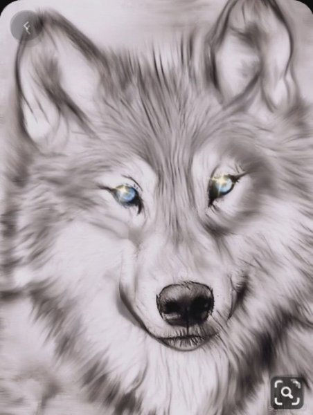 Волк карандашом