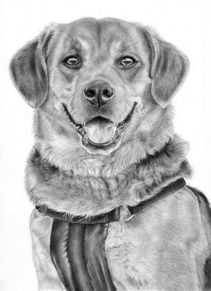 Щенок рисунок карандашом