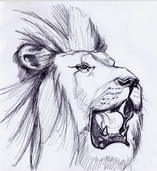 Лев карандашом для срисовки