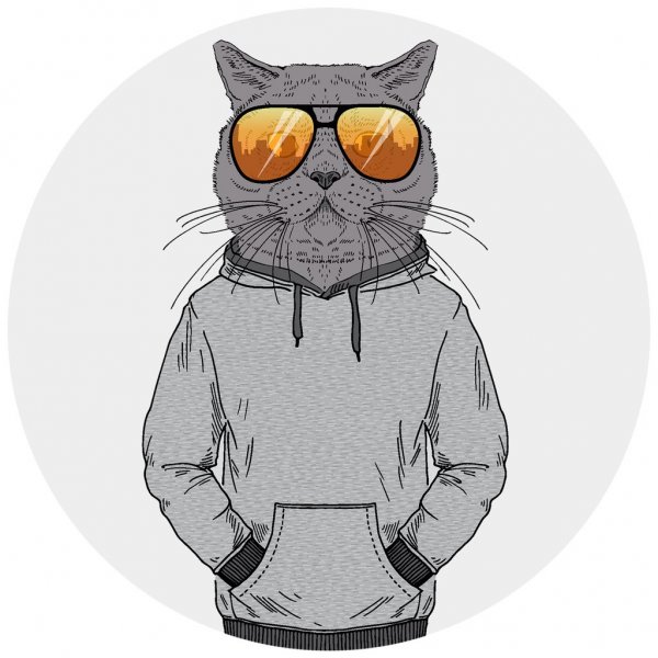 Кот в кофте арт