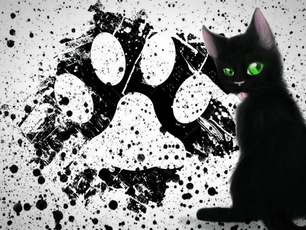 Чёрный кот арт