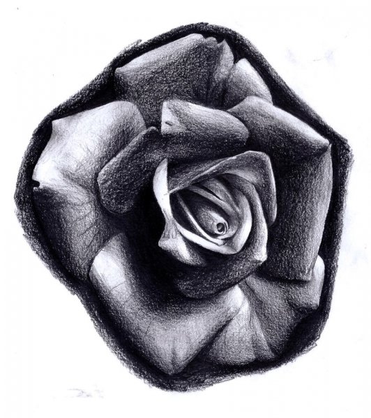 Черная роза нарисованная