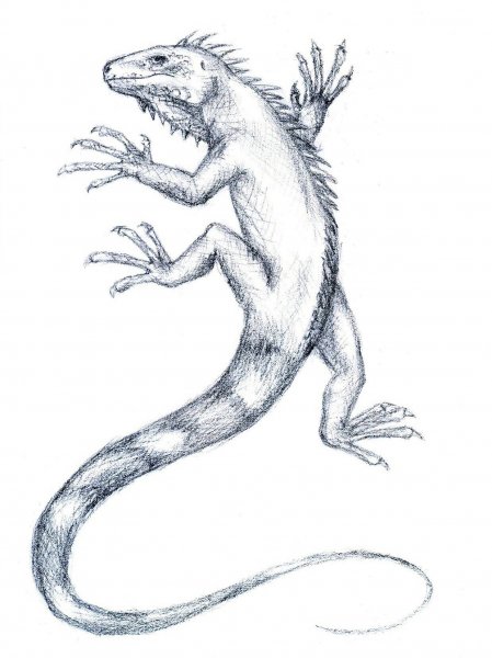 Игуана рисунок карандашом