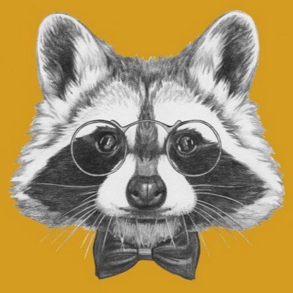 Енотик в очках арт