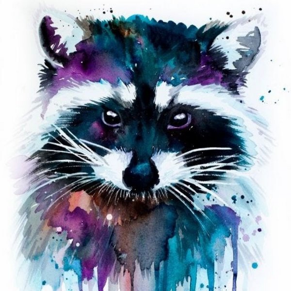 Арты енотов