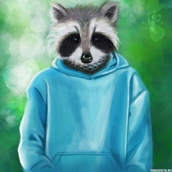 Енот на аву