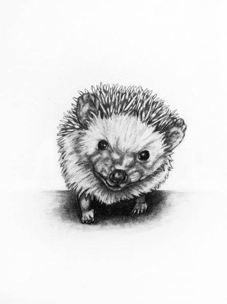 Рисунок крутого ежа