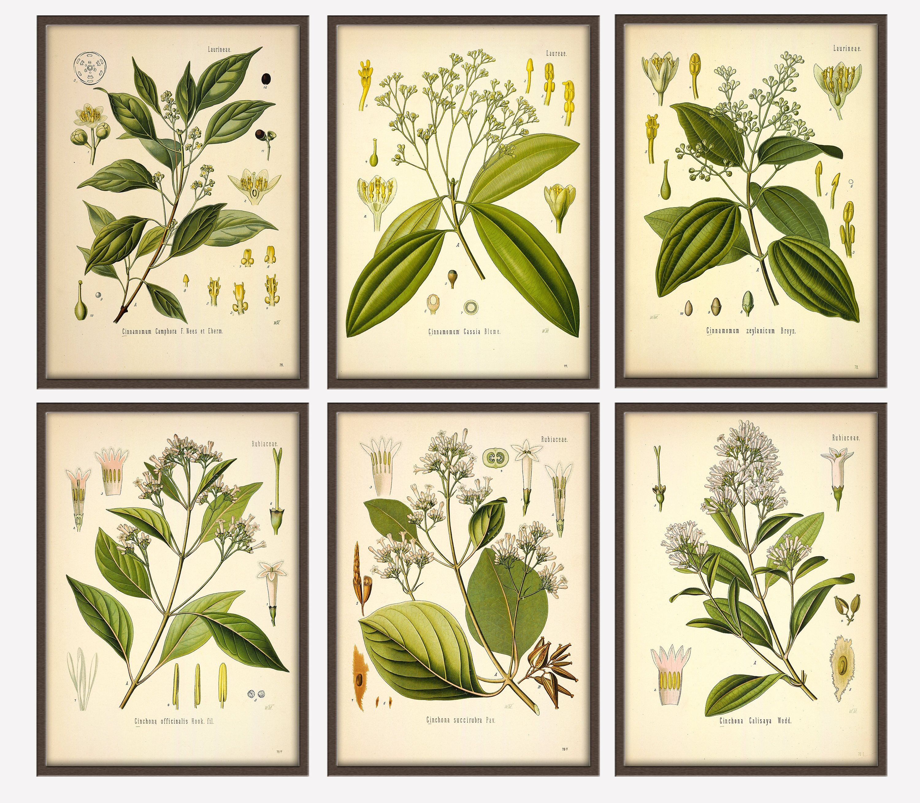 Начинающая ботаника. Foeniculum vulgare Ботаническая иллюстрациях. Ботанические картины для интерьера. Постеры растения для печати.