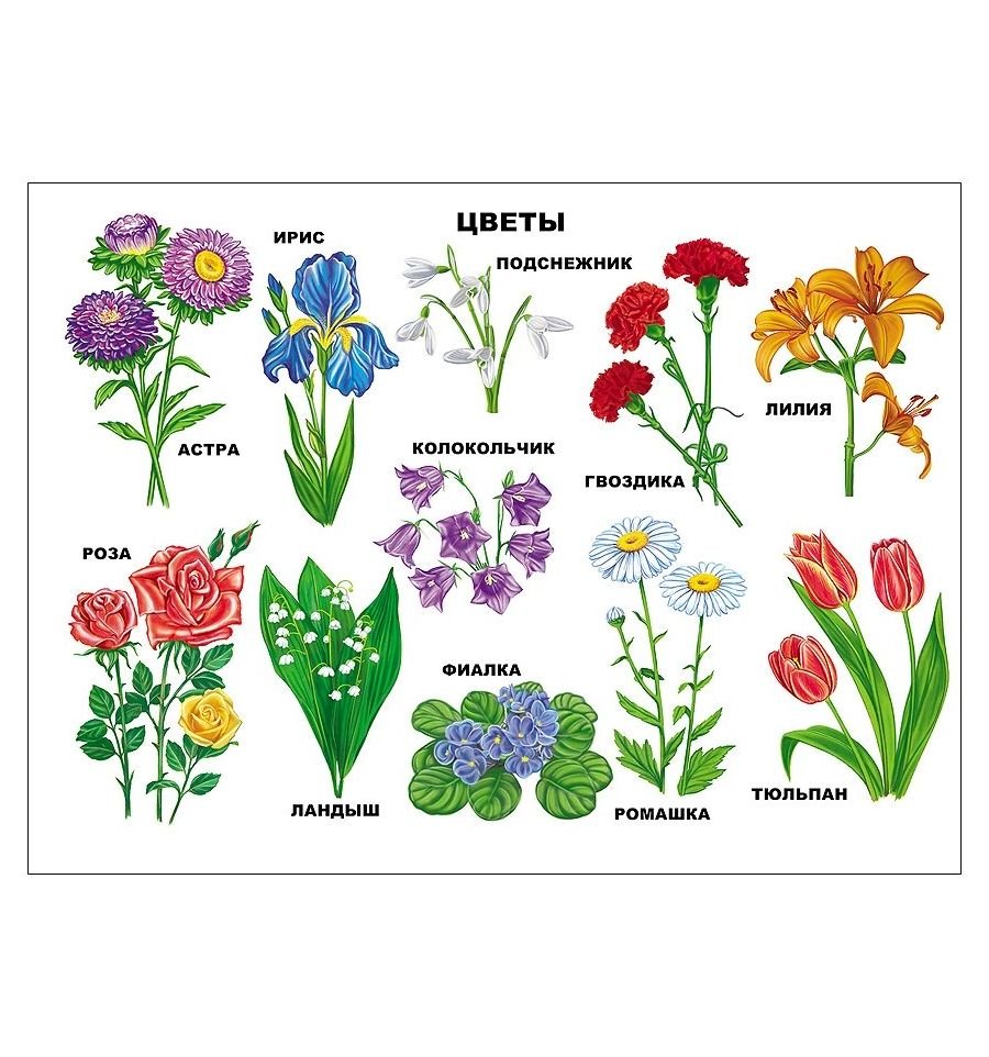 Названия цветов для детей
