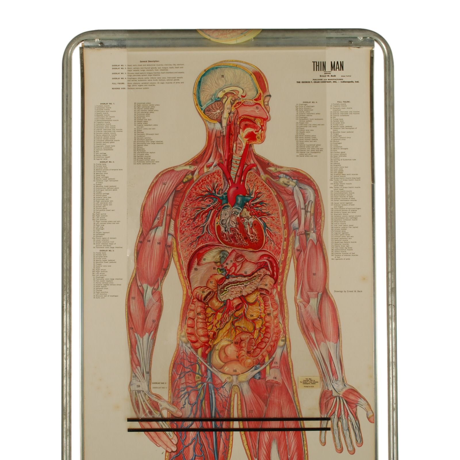 Анатомический плакат. Сосудистая система человека анатомия атлас. Плакат анатомия человека. Плакаты медицинские анатомические. Плакаты по анатомии человека.