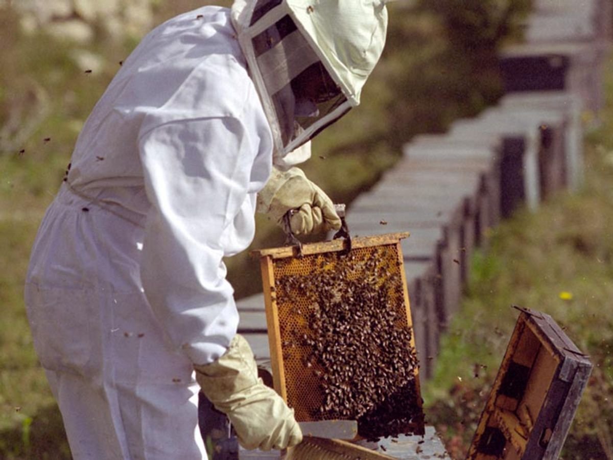 Пчеловодство на Кубани