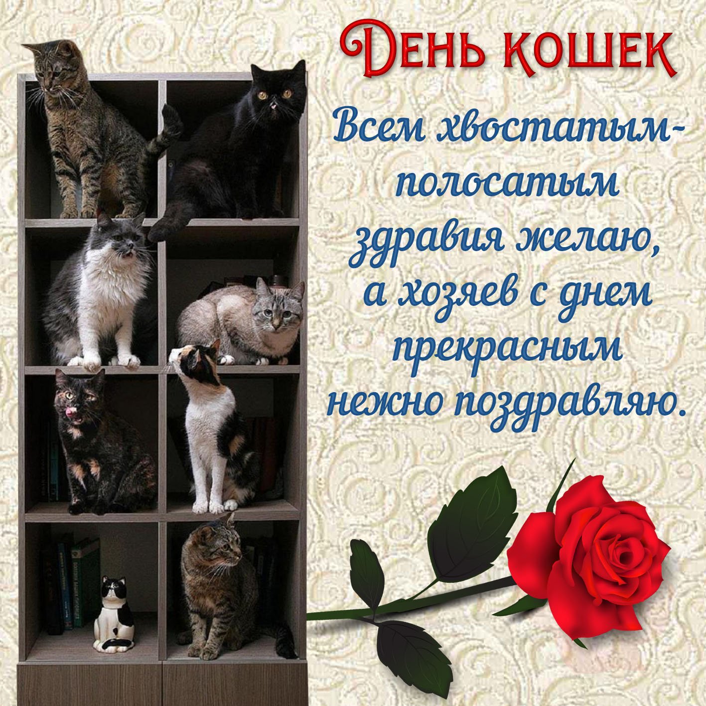 День кошек февраль. День кошек открытки. Поздравление с днем кошек. Всемирный день кошек открытки.