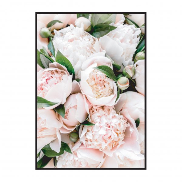 Пионовидная роза Peony Pink