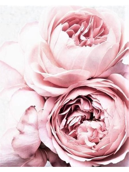 Постер пионы горизонтальный